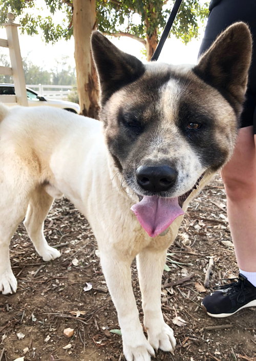 LIL' TANK - Akita available for adoption
