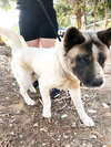 Lil' Tank - Photo 6