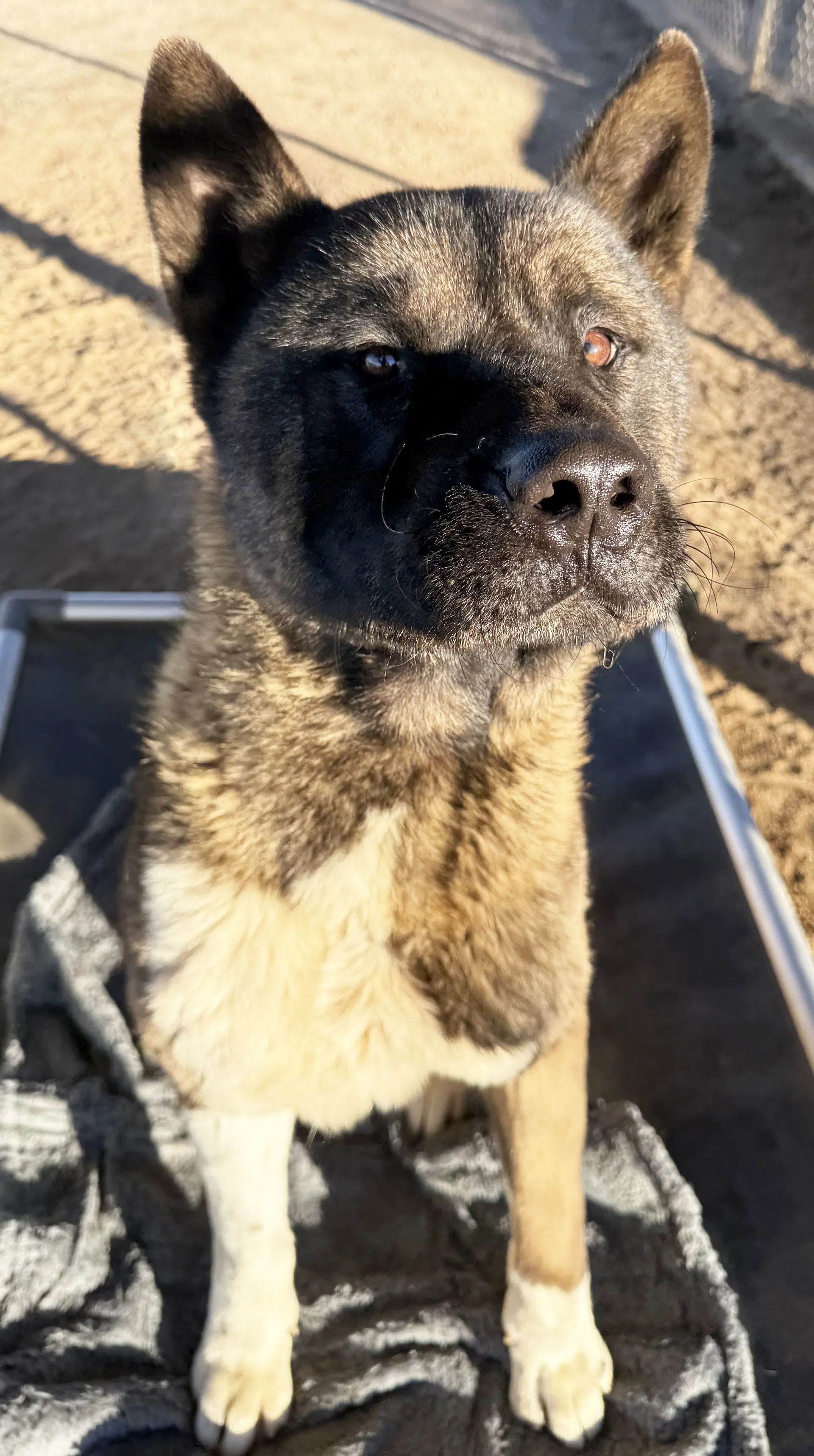 Ozzie - Akita
