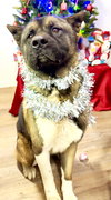 Ozzie - Photo 2