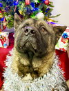 Ozzie - Photo 3