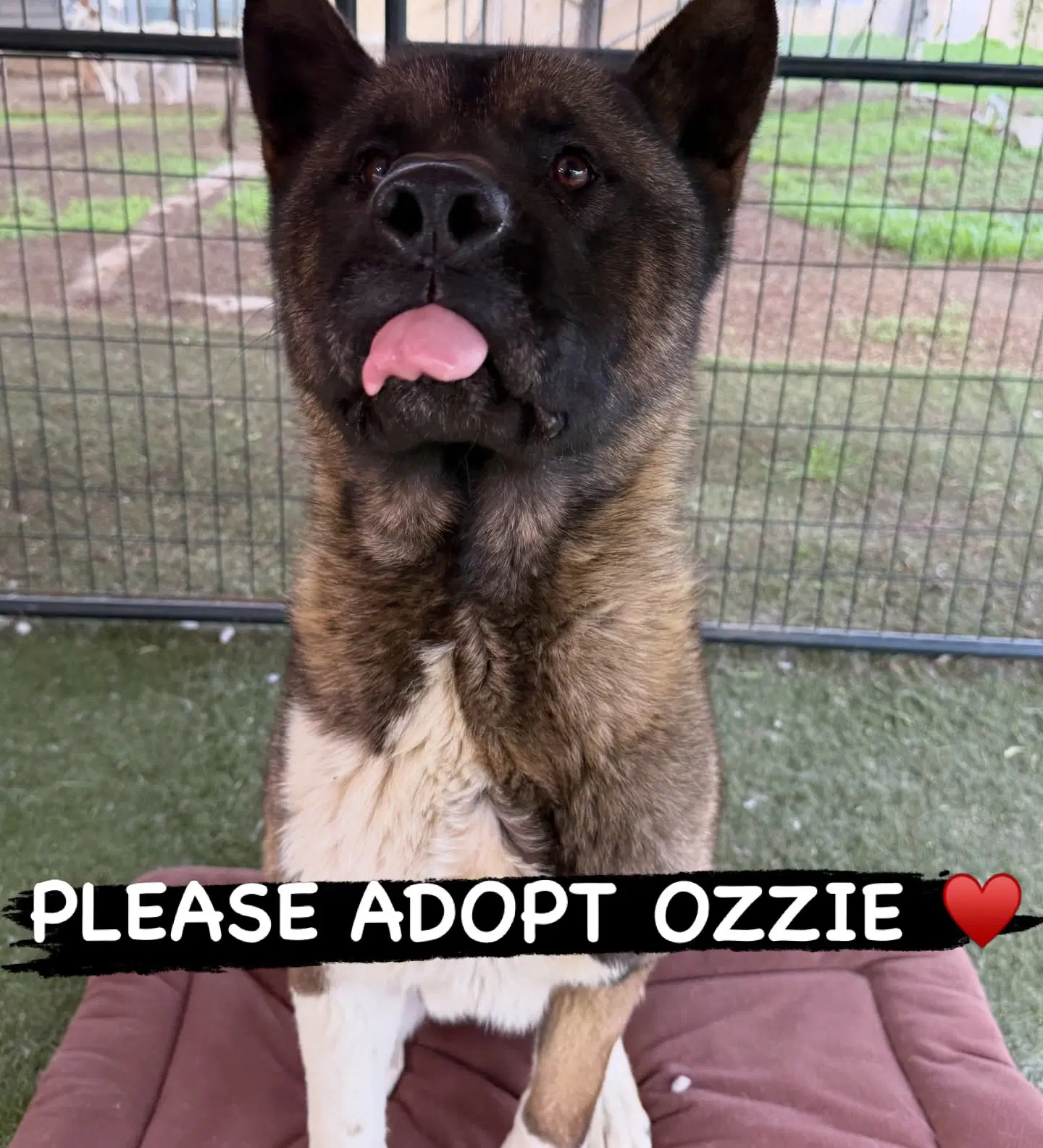 Ozzie image 4