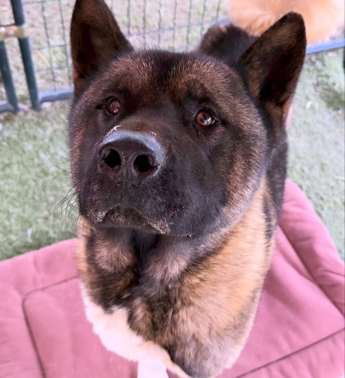 Ozzie, a dog for adoption from A Passion for Paws Rescue, Inc.