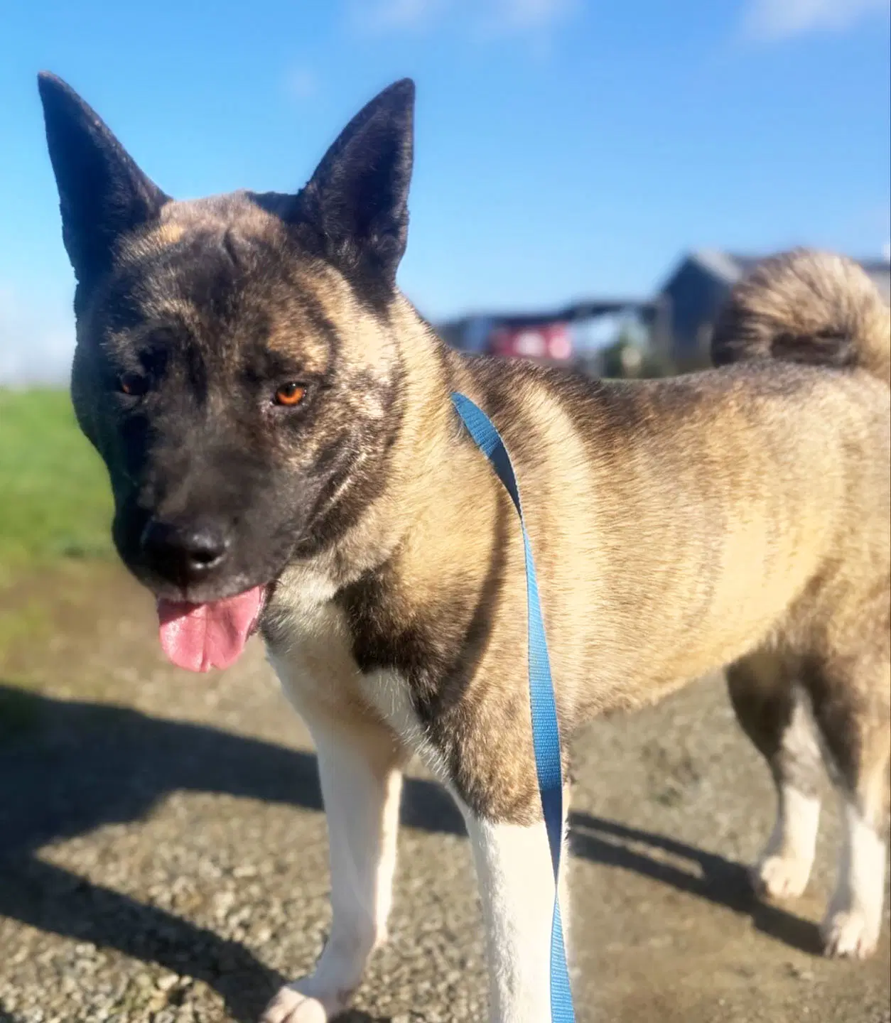 Stevie - Akita
