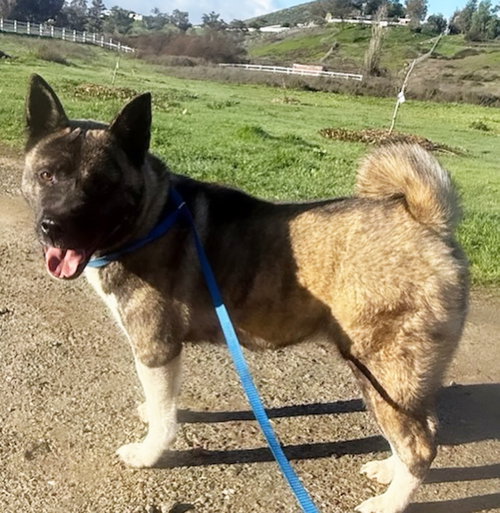 Photo 5 of STEVIE - Adoption Pending!