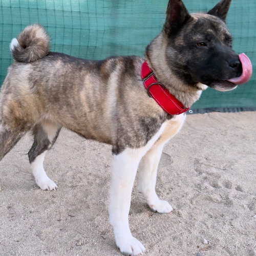 Photo 2 of STEVIE - Adoption Pending!