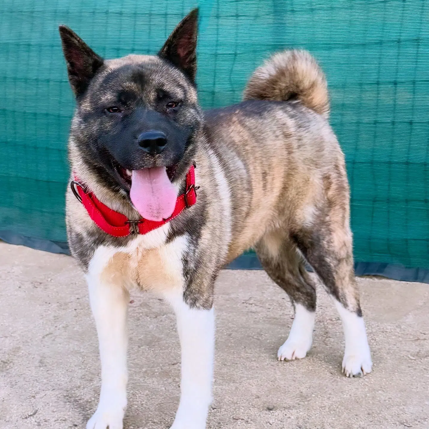 Stevie - Adoption Pending image 3