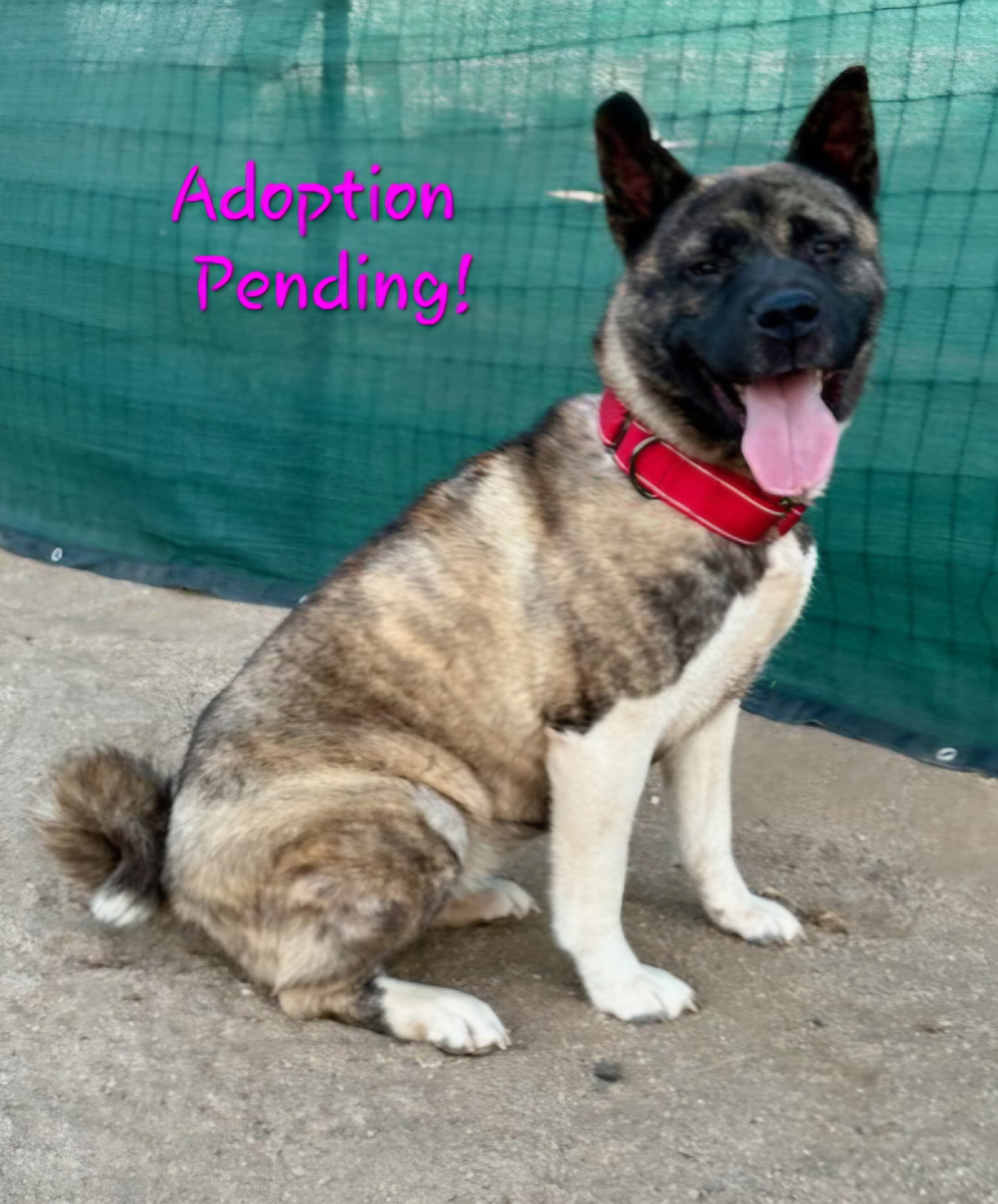 STEVIE - Adoption Pending!