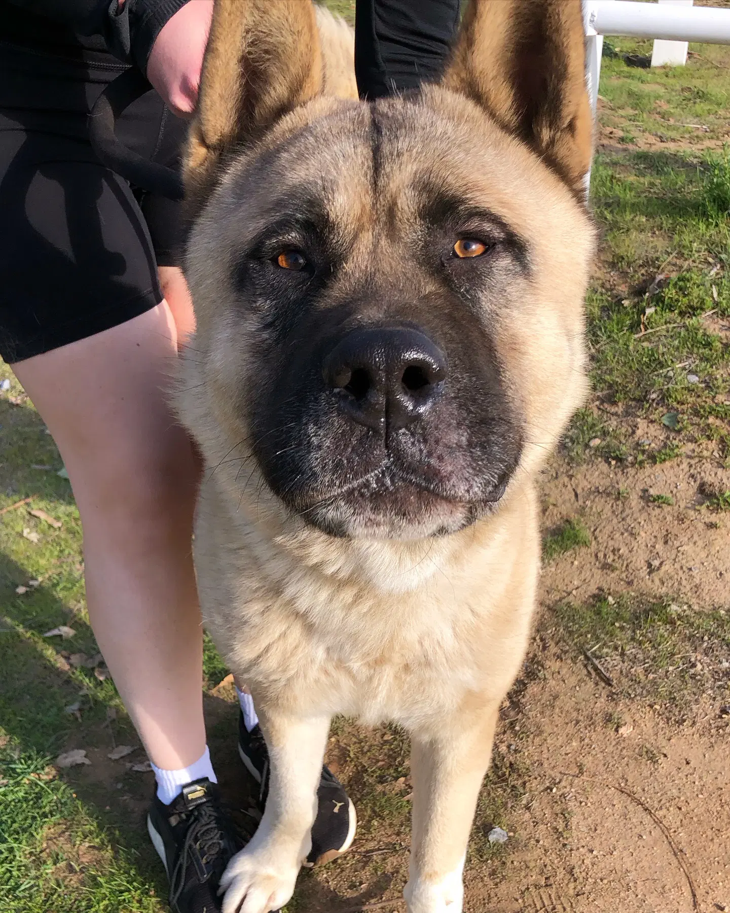 Sully - Akita
