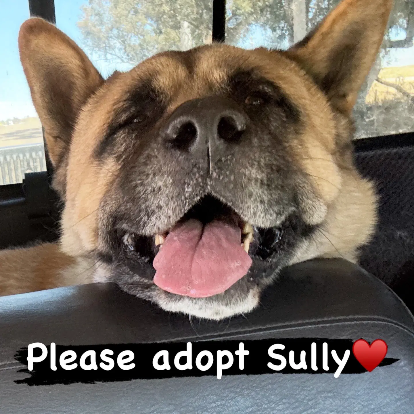 Sully image 2