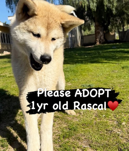 Rascal - PUPPY, an adoptable Akita in Romoland, CA