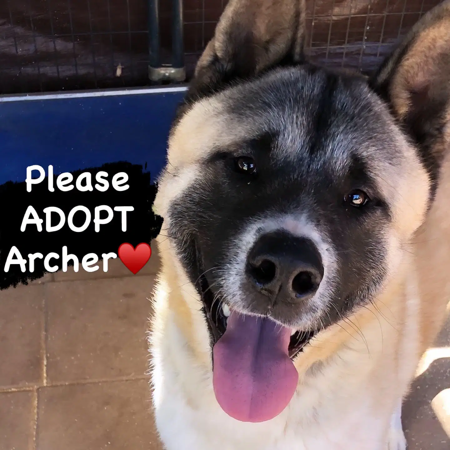 Archer - Akita