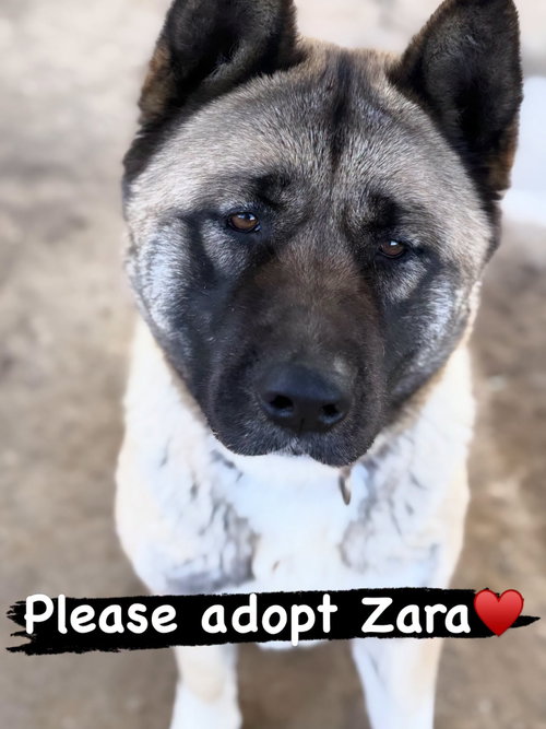 Zara, an adoptable Akita in Romoland, CA