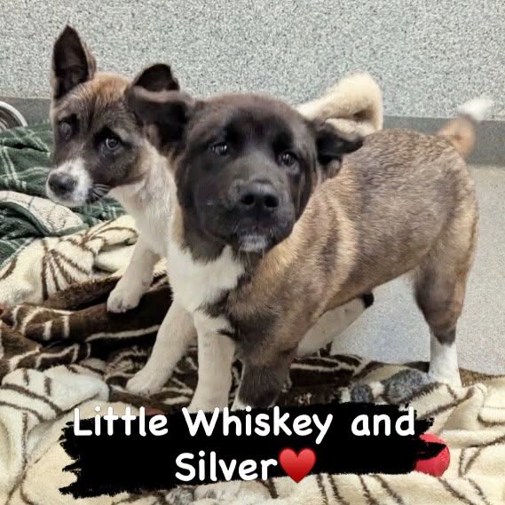 Akita_Puppies_