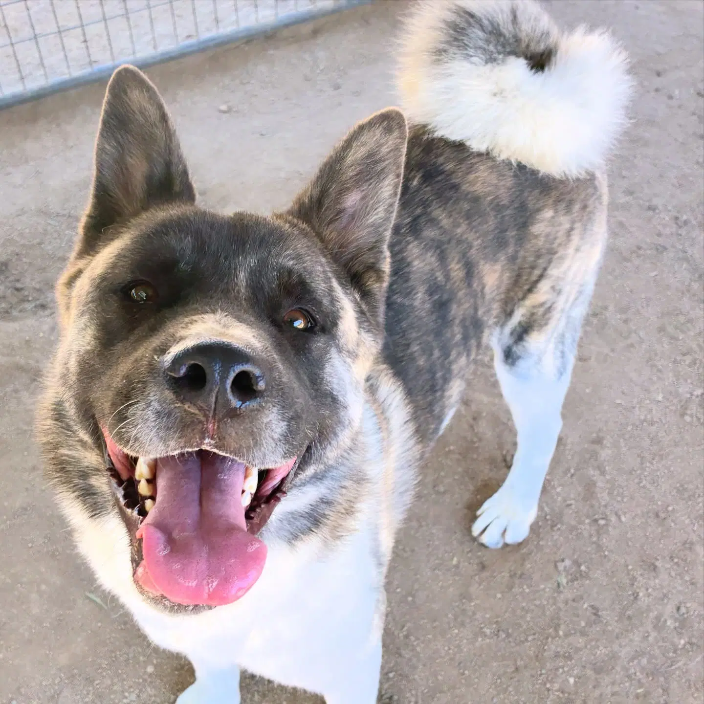 Provolone - Akita