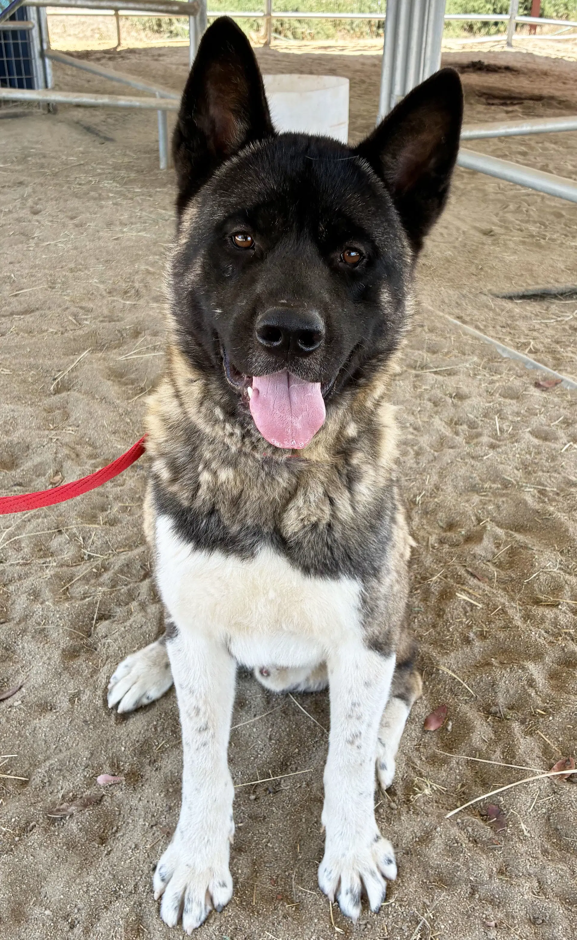 Cash - Akita