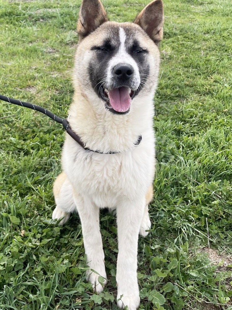 Buttercup, Akita