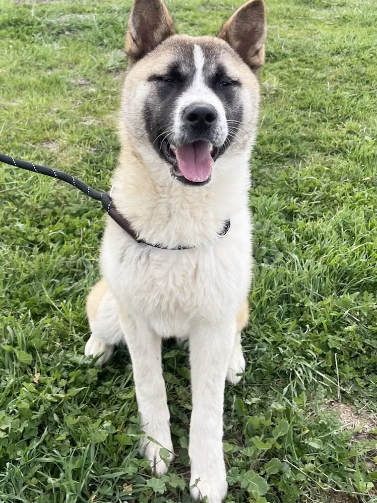 Buttercup - Akita