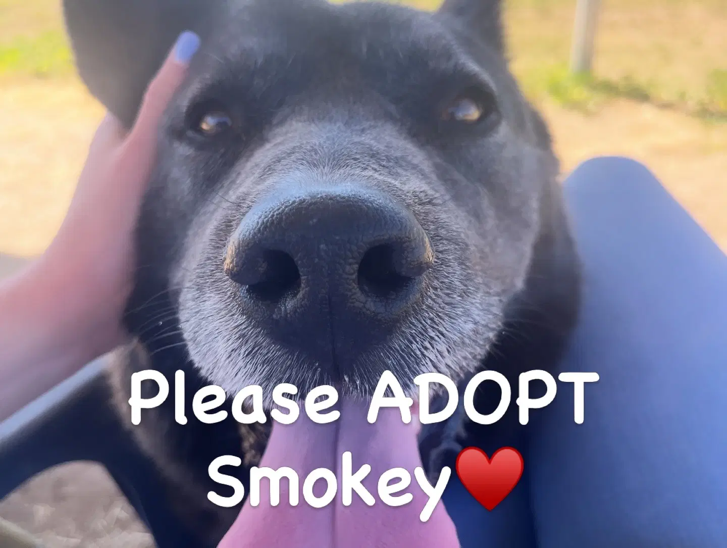 Smokey - Akita