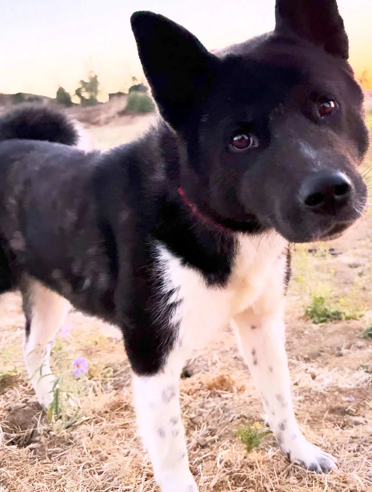 Sierra - Akita