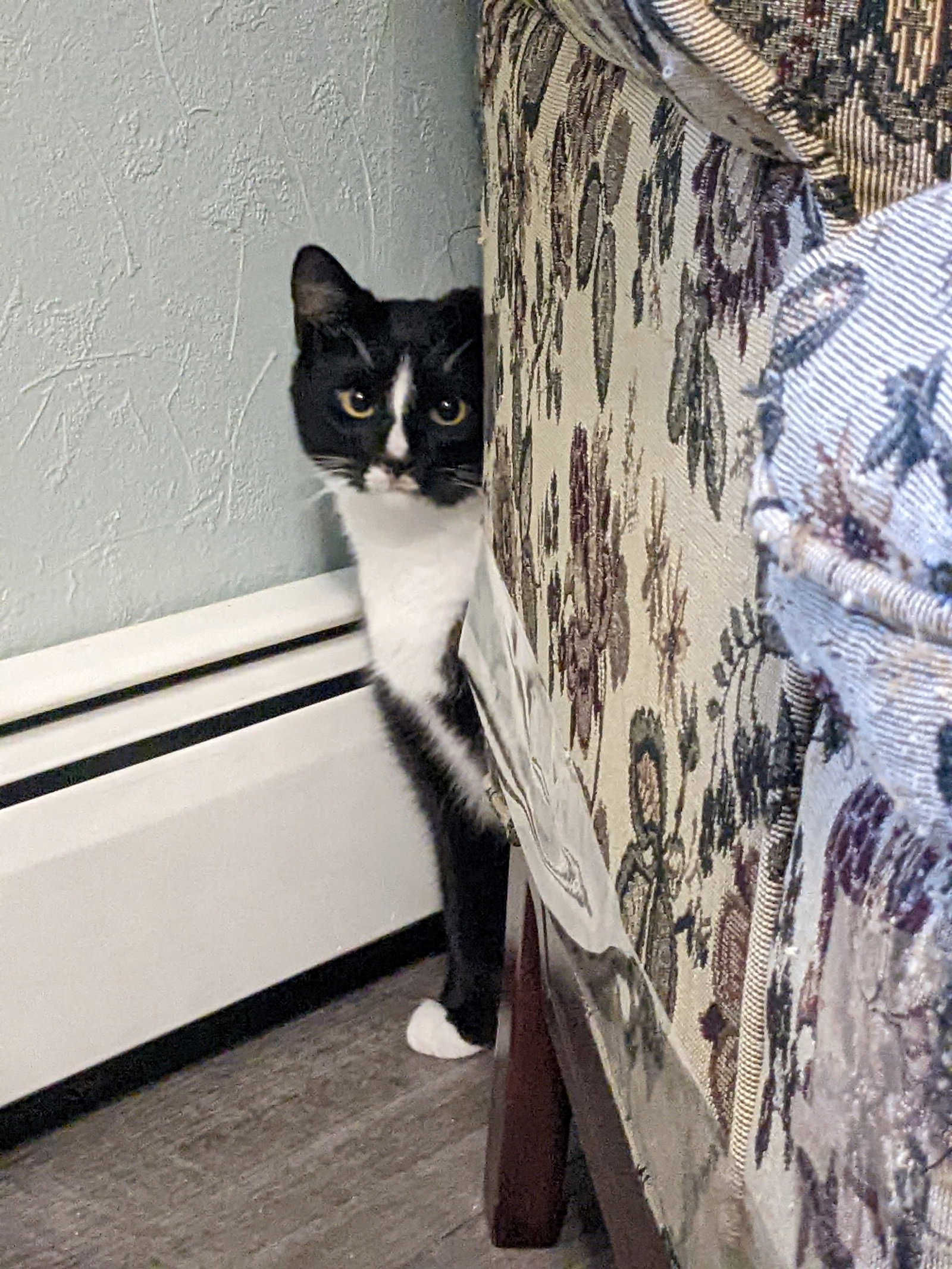Cats for Adoption in Barre, Vermont Alpha Paw