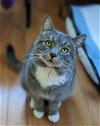 adoptable Cat in , VT named Sweetie