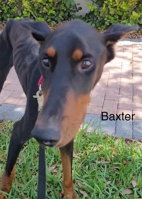 Thor Baxter 2947