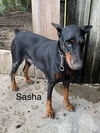 Sasha 2964