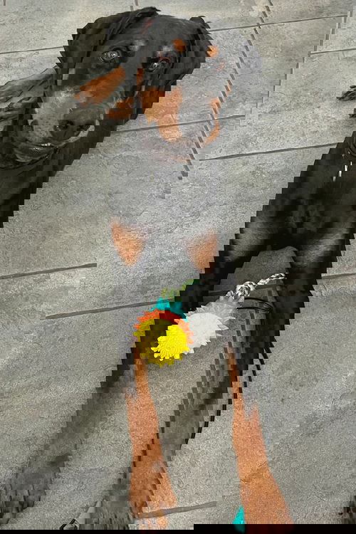 Rex 3018