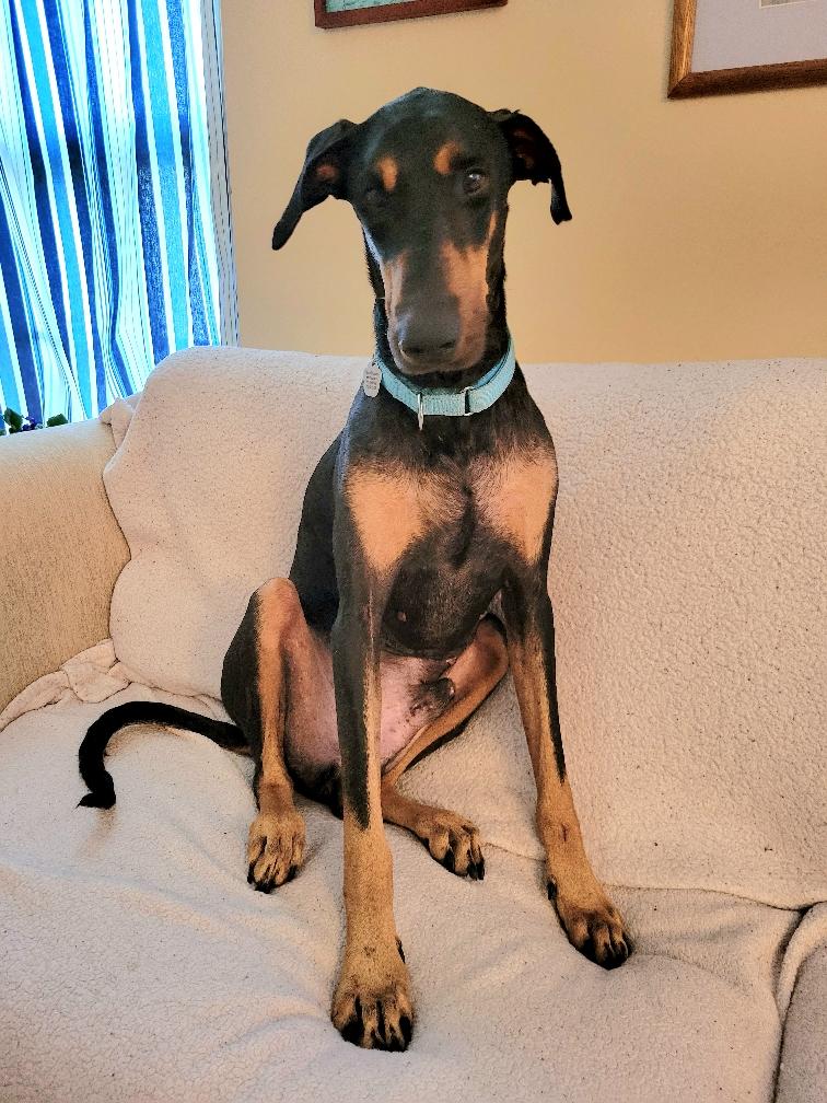 Doberman pinscher 2024 greyhound mix