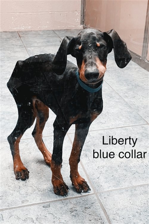 Liberty 3077 (blue)