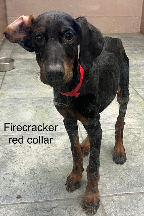 Firecracker 3080 (red collar)