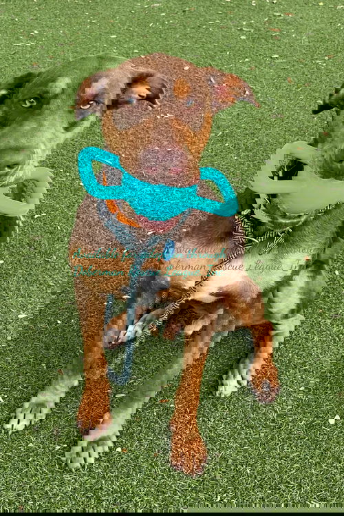 Toni 3336