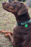 Lola 3342
