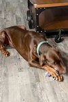 Lola 3342