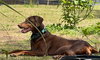 Lola 3342