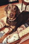 Jasper 3414