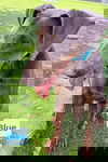 Blue 3416