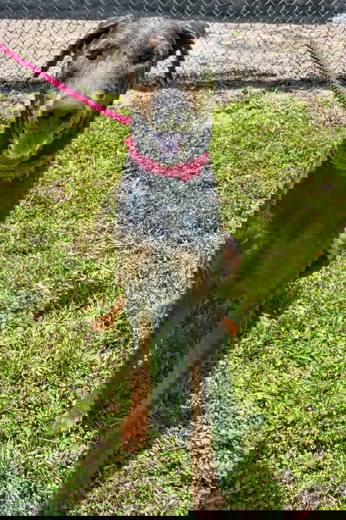Rex 3424