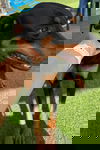 Layla 3432