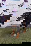 Maisey 3434