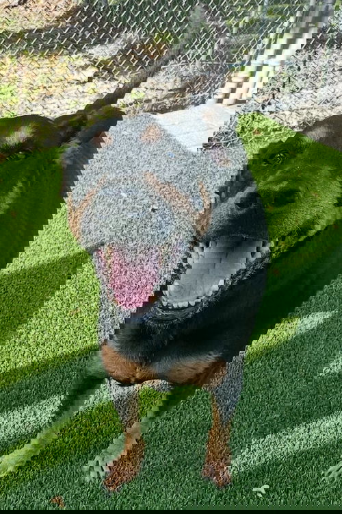Maisey 3434