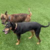 Maisey 3434