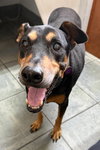 Maisey 3434