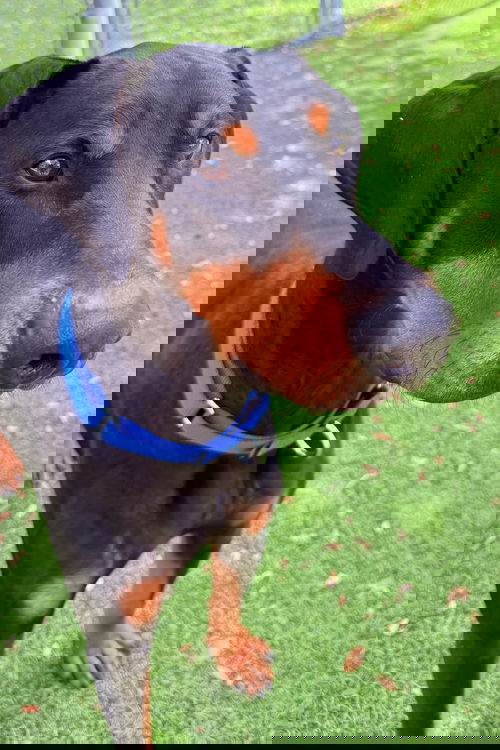 Turtle 3442