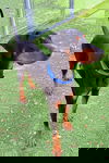 Turtle 3442