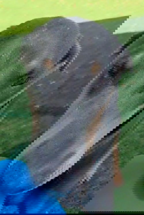 BlueBell 3446