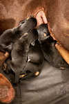Sugar blue pup 1 3462