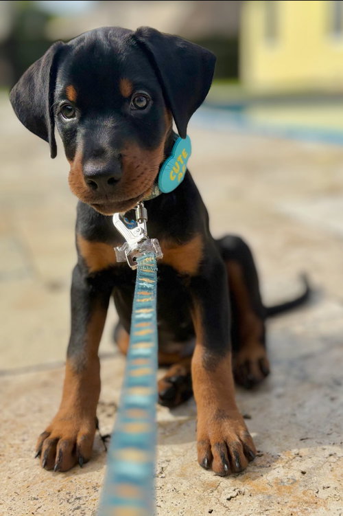 Sugar blue pup 1 3462