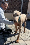 Canelo 3481